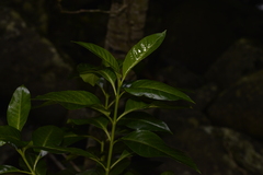 Psychotria carronis