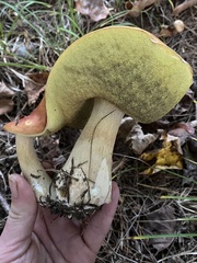 Boletus chippewaensis