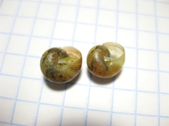 Stenomphalia selecta