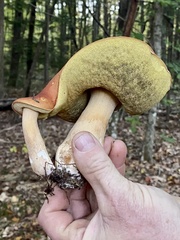 Boletus chippewaensis
