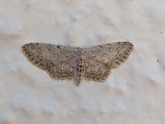 Idaea incisaria