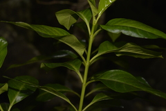 Psychotria carronis
