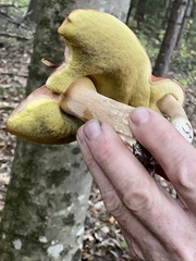 Boletus chippewaensis