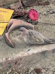 Streptopelia senegalensis