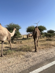 Camelus dromedarius