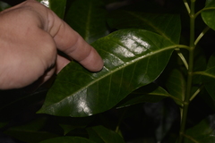 Psychotria carronis