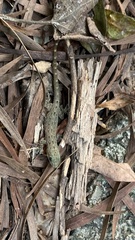 Hemidactylus garnotii