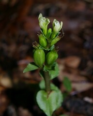 Triphora yucatanensis