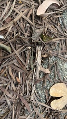 Hemidactylus garnotii