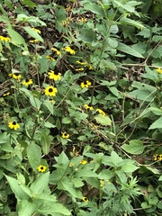 Callilepis laureola