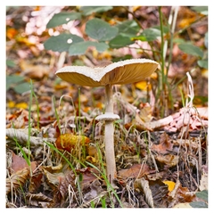 Macrolepiota procera