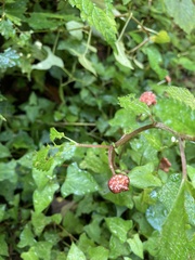 Lecanthus peduncularis