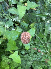 Lecanthus peduncularis