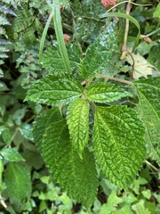 Lecanthus peduncularis