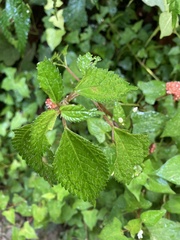 Lecanthus peduncularis