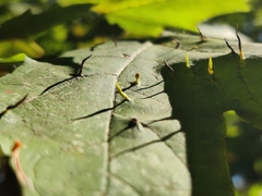 Vasates aceriscrumena