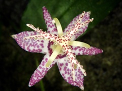 Tricyrtis affinis