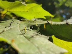 Vasates aceriscrumena