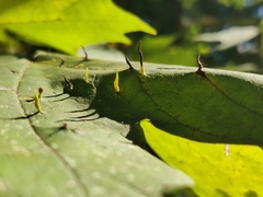 Vasates aceriscrumena