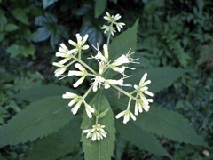 Eupatorium makinoi