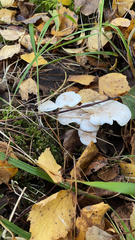 Pleurotus pulmonarius