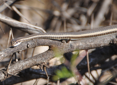 Psammophis schokari