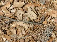 Phanogomphus oklahomensis
