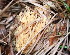 Ramaria formosa