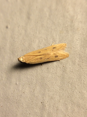 Mesophleps adustipennis