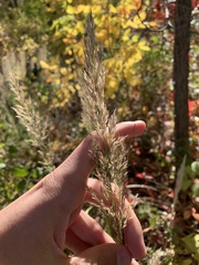 Calamagrostis epigejos