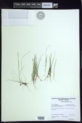 Carex leptalea