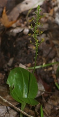 Malaxis spicata