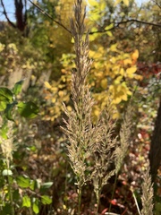 Calamagrostis epigejos
