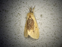 Kuromondokuga niphonis