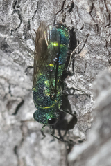 Chrysis nitidula