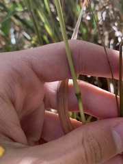 Calamagrostis epigejos