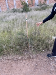 Vachellia schaffneri