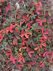 Sibbaldiopsis tridentata