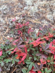 Sibbaldiopsis tridentata