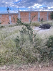 Vachellia schaffneri