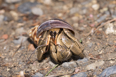 Coenobita cavipes