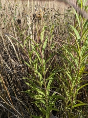 Vernonia fasciculata