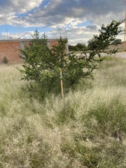 Vachellia schaffneri