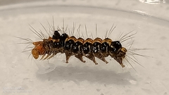 Orvasca subnotata