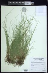 Carex leptalea
