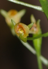 Malaxis spicata