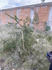 Vachellia schaffneri