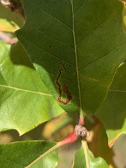 Stigmella quercipulchella