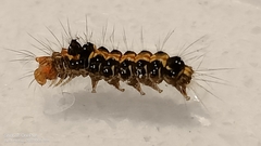 Orvasca subnotata