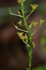 Malaxis spicata